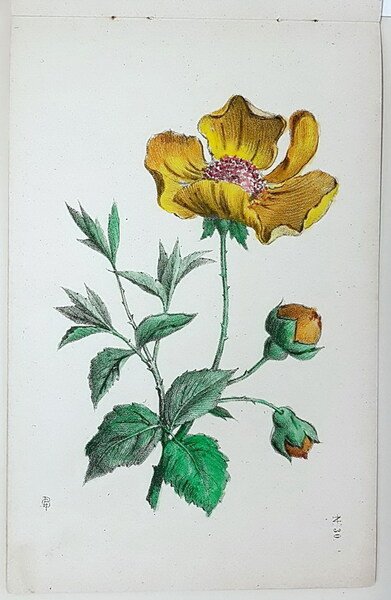 CORSO PROGRESSIVO DI DISEGNO - FIORI