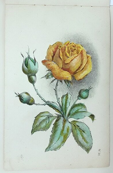 CORSO PROGRESSIVO DI DISEGNO - FIORI