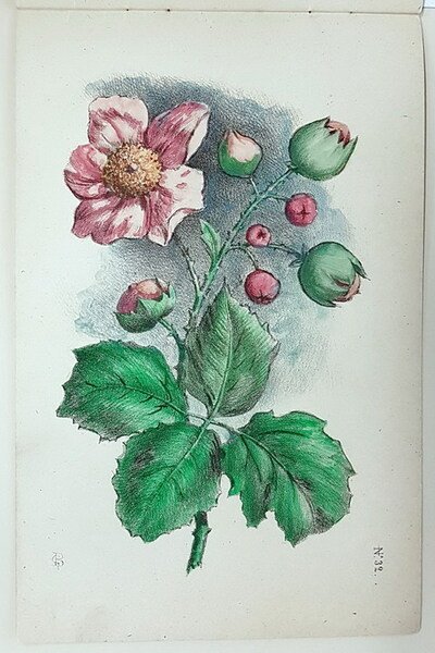 CORSO PROGRESSIVO DI DISEGNO - FIORI