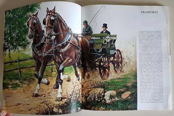 IL CAVALLO - Tutte le razze del mondo in splendide …