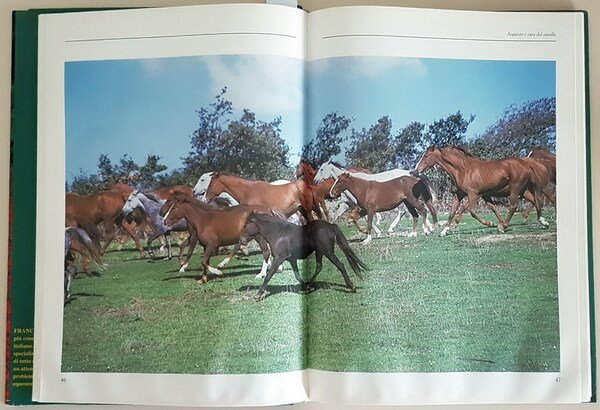 IL MONDO DEL CAVALLO