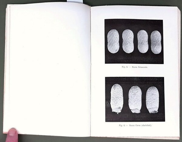 MANUALE DI BACHICOLTURA