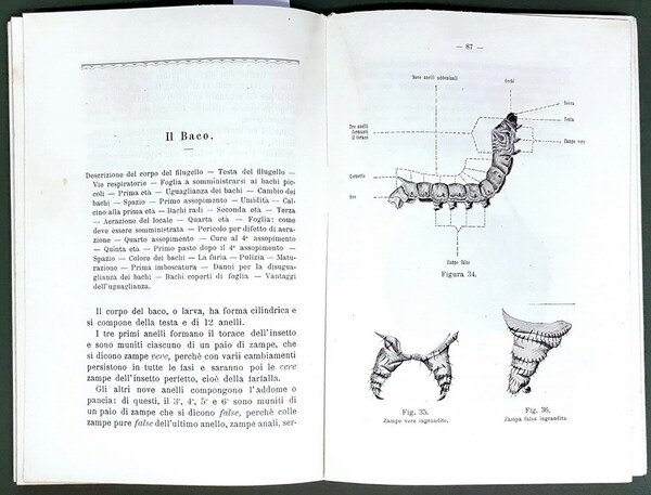 MANUALE DI BACHICOLTURA