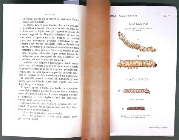 MANUALE DI BACHICOLTURA