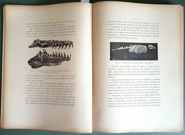 MEMORIE DELL'ISTITUTO GEOLOGICO DELLA R. UNIVERSITA' DI PADOVA - Vol. …