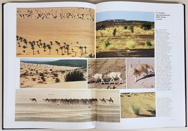 AFRICA
