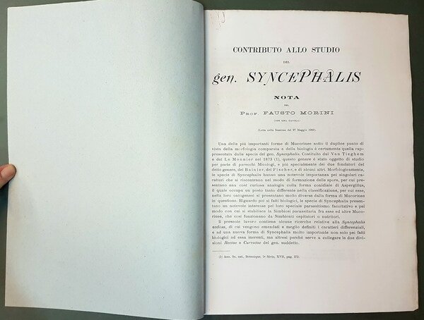 CONTRIBUTO ALLO STUDIO DEL GEN. SYNCEPHALIS