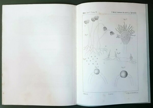 CONTRIBUTO ALLO STUDIO DEL GEN. SYNCEPHALIS