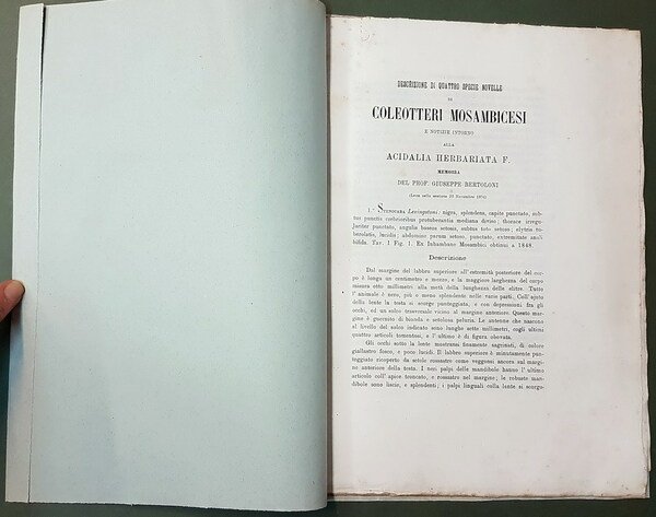 DESCRIZIONE DI QUATTRO SPECIE NOVELLE DI COLEOTTERI MOSAMBICESI E NOTIZIE …