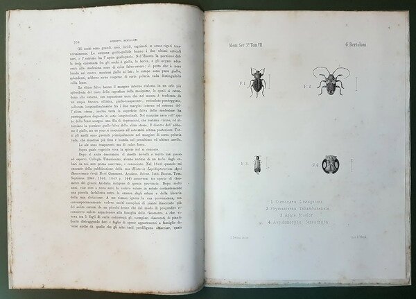 DESCRIZIONE DI QUATTRO SPECIE NOVELLE DI COLEOTTERI MOSAMBICESI E NOTIZIE …