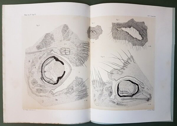 SUL CALCARE DI CRESTA DEL GALLO NELL'AVELLINESE