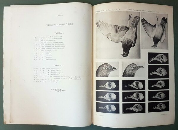 RICERCHE SULLA EREDITA' NEI PICCIONI DOMESTICI - EREDITA' DI CARATTERI …