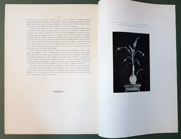 SUL CONTEGNO DI ALCUNE SOSTANZE ORGANICHE NEI VEGETALI (I., IV …