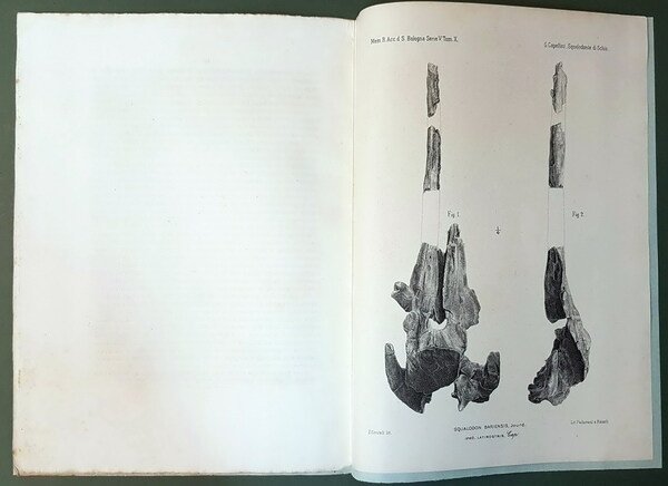 AVANZI DI SQUALODONTE NELLA ARENARIA DI GRUMI DEI FRATI PRESSO …