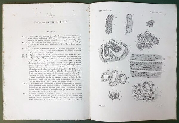 SULLA VERA NATURA GLANDOLARE DELLA PORZIONE MATERNA DELLA PLACENTA NELLA …