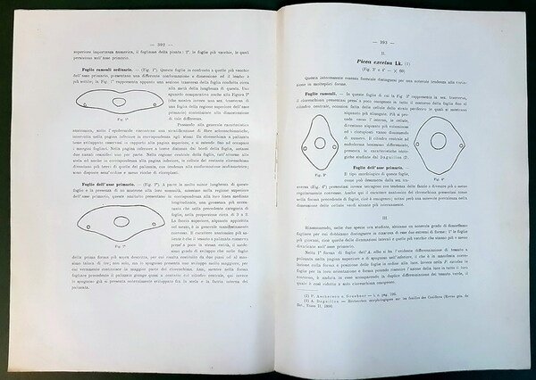 SULL'ETEROMORFISMO DELLE FOGLIE, DELL'ABIES ALBA e della PICEA EXCELSA, CONSIDERATO …