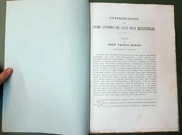 CONTRIBUZIONE ALLO STUDIO ANATOMICO DEL CAULE DELLE MENISPERMACEE