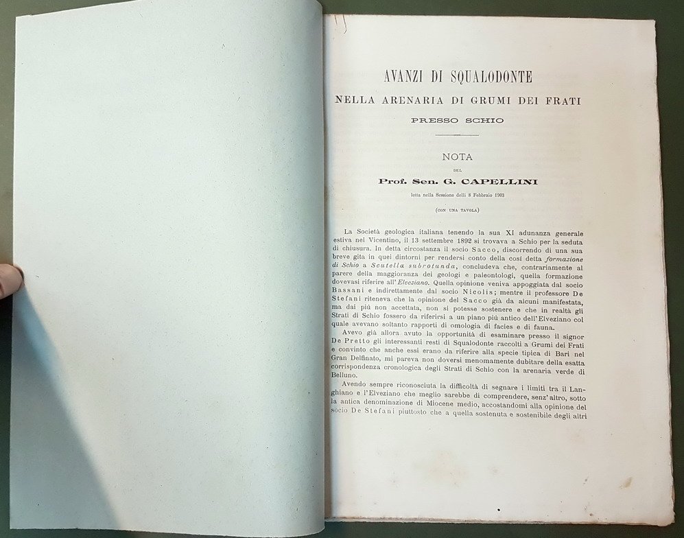 AVANZI DI SQUALODONTE NELLA ARENARIA DI GRUMI DEI FRATI PRESSO …