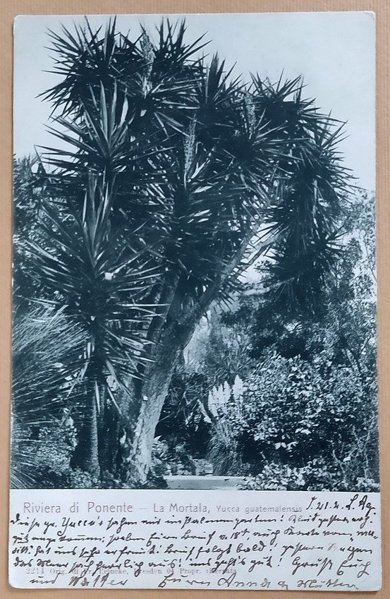 RIVIERA DI PONENTE - LA MORTALA, Yucca Guatemalensis