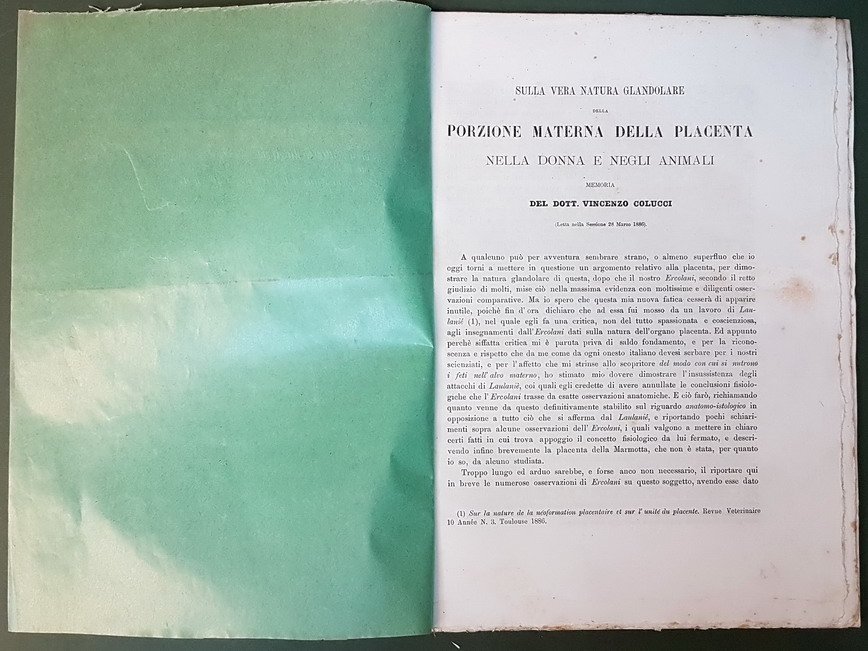 SULLA VERA NATURA GLANDOLARE DELLA PORZIONE MATERNA DELLA PLACENTA NELLA …