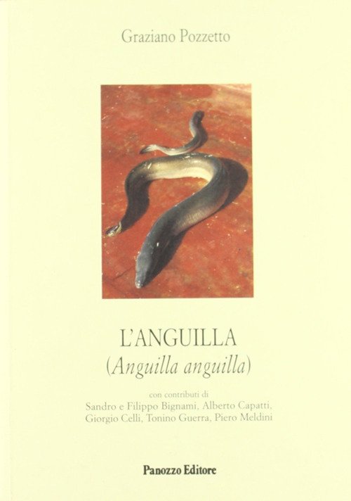 L'anguilla