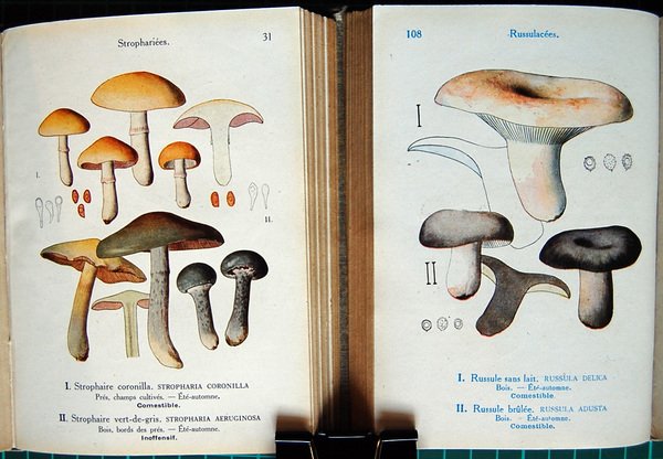 Les champignons de France - les champignons comestibles et veneneux …