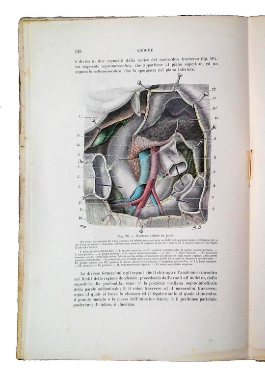 Trattato di anatomia topografica: con applicazioni medico-chirurgiche di L. Testut … | Immagine Gallery 2