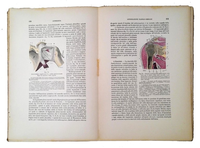 Trattato di anatomia umana: anatomia descrittiva, istologia, sviluppo di L. … | Immagine Gallery 3