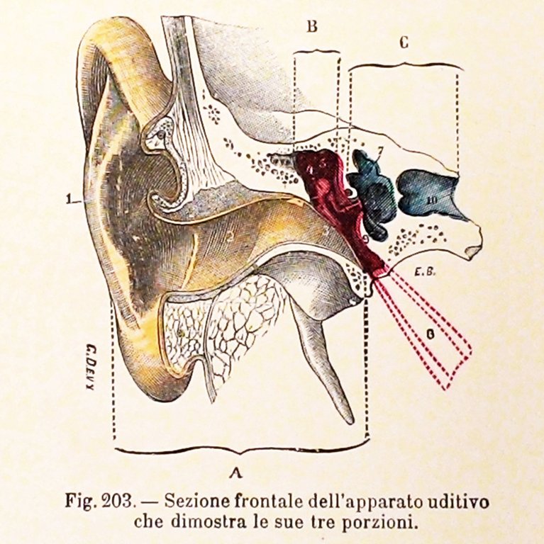 Trattato di anatomia umana: anatomia descrittiva, istologia, sviluppo di L. … | Immagine Gallery 4