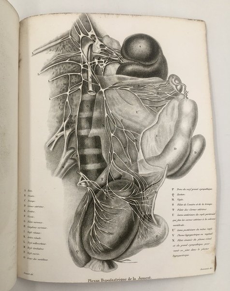 Recherches sur la DISPOSITION des NERFS de l'UTERUS et application …