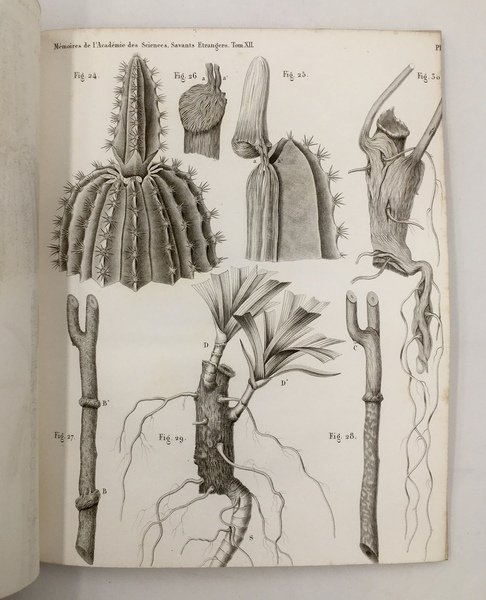 Mémoires sur la VISION. 1. Sur la FIGURE MATHéMATIQUE des …