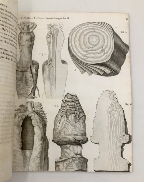 Mémoires sur la VISION. 1. Sur la FIGURE MATHéMATIQUE des …