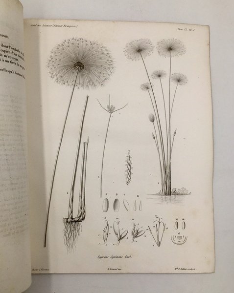 Mémoires sur la VISION. 1. Sur la FIGURE MATHéMATIQUE des …