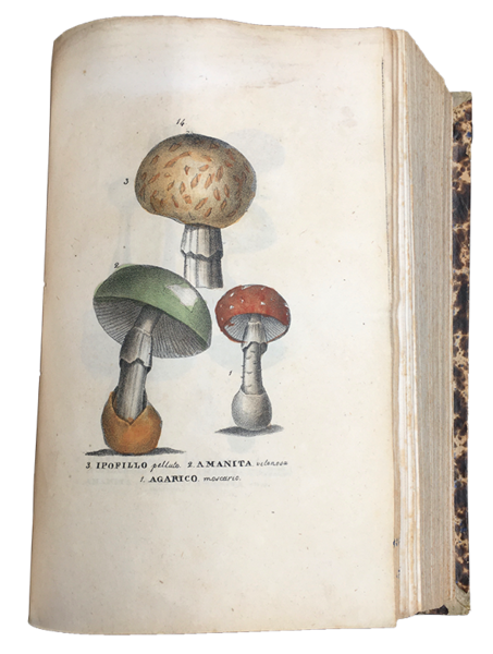 Lezioni di MEDICINA LEGALE del Professore Orfila. Edizione accresciuta di …