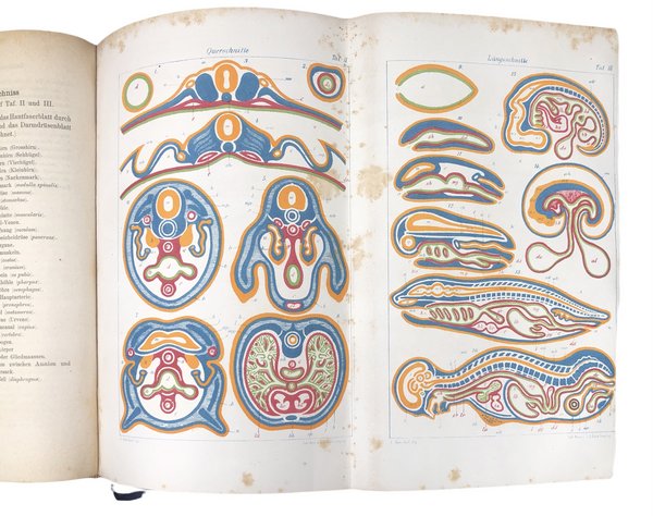 ANTHROPOGENIE oder ENTWICKELUNGSGESCHICHTE des MENSCHEN.