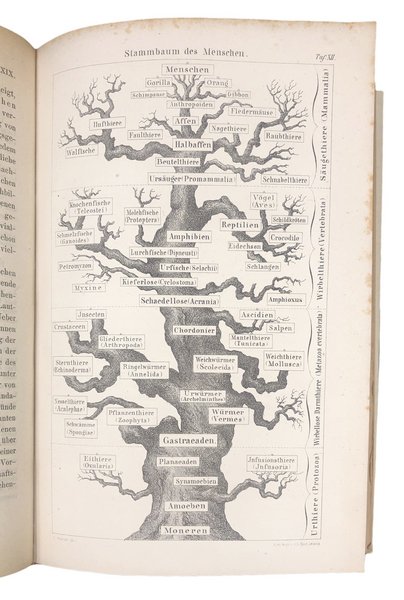 ANTHROPOGENIE oder ENTWICKELUNGSGESCHICHTE des MENSCHEN.