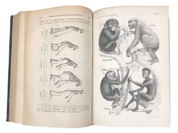ANTHROPOGENIE oder ENTWICKELUNGSGESCHICHTE des MENSCHEN.