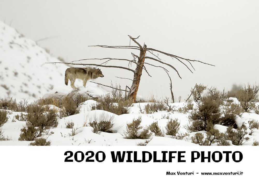 2020 wildlife photo