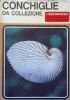 CONCHIGLIE DA COLLEZIONE