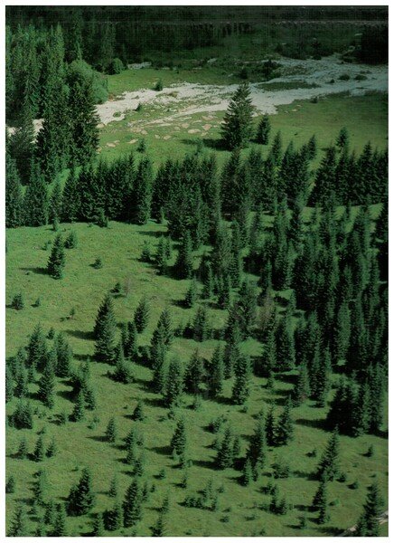 La foresta di Tarvisio