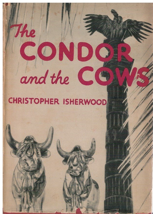 The condor and the cows