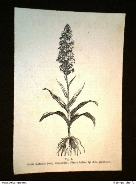 Piante e Botanica nel 1869 Pianta Orchis maculata o Concordia