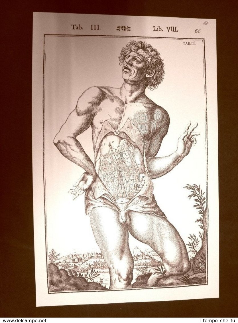 Addome #3 Tavola anatomica Litografia Giulio Cesare Casseri 1627 Ristampa