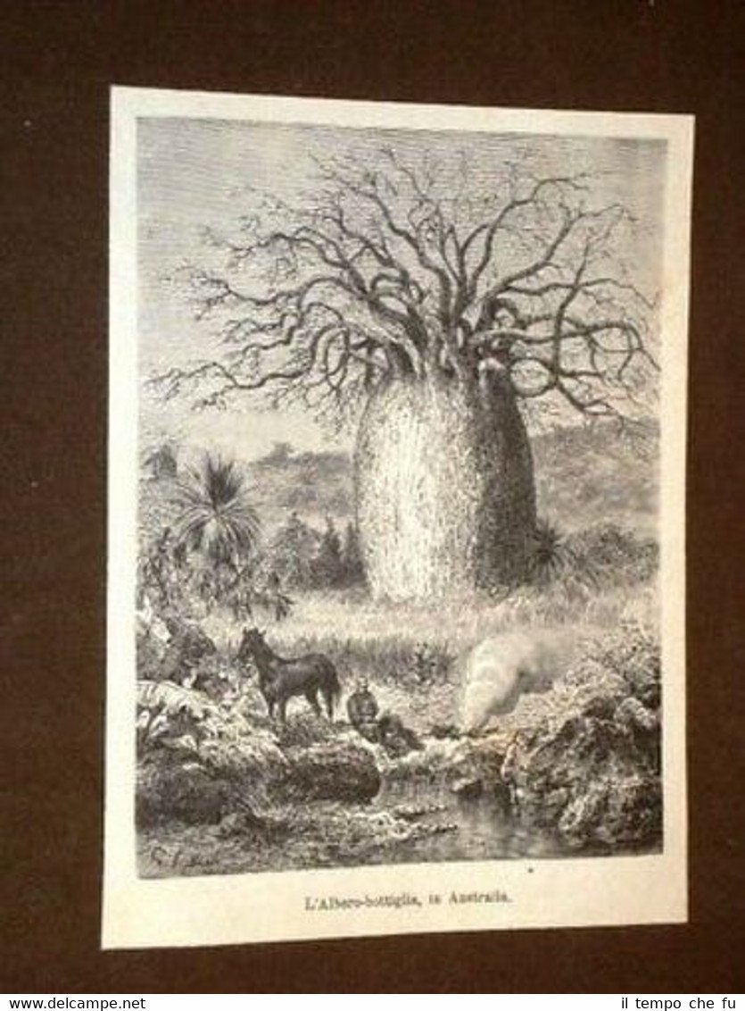 Albero bottiglia Australia Piante Albero Botanica