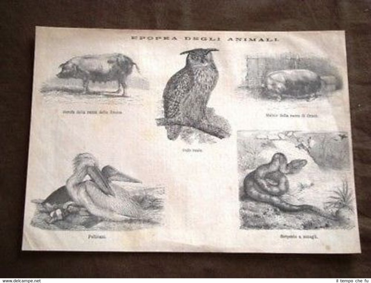 Animali Scrofa Gufo Maiale Craon Pellicano Serpente