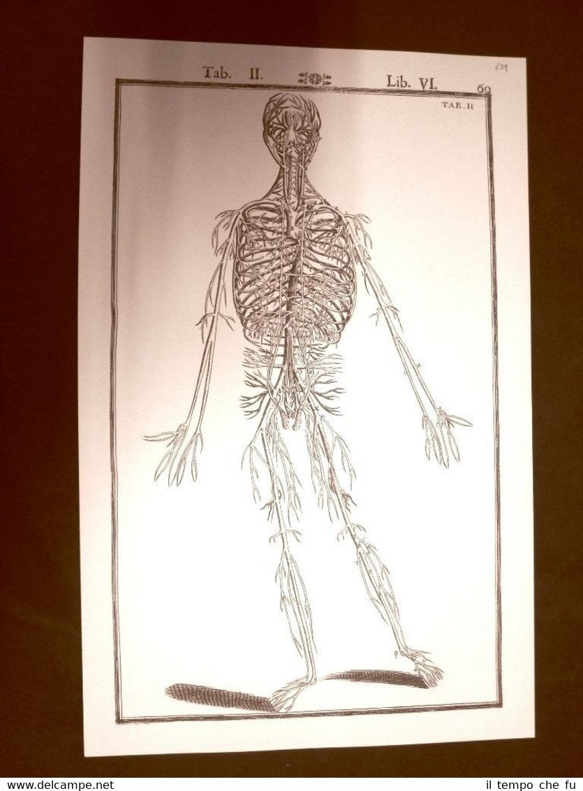 Arterie Tavola anatomica Litografia Giulio Cesare Casseri 1627 Ristampa | Immagine principale