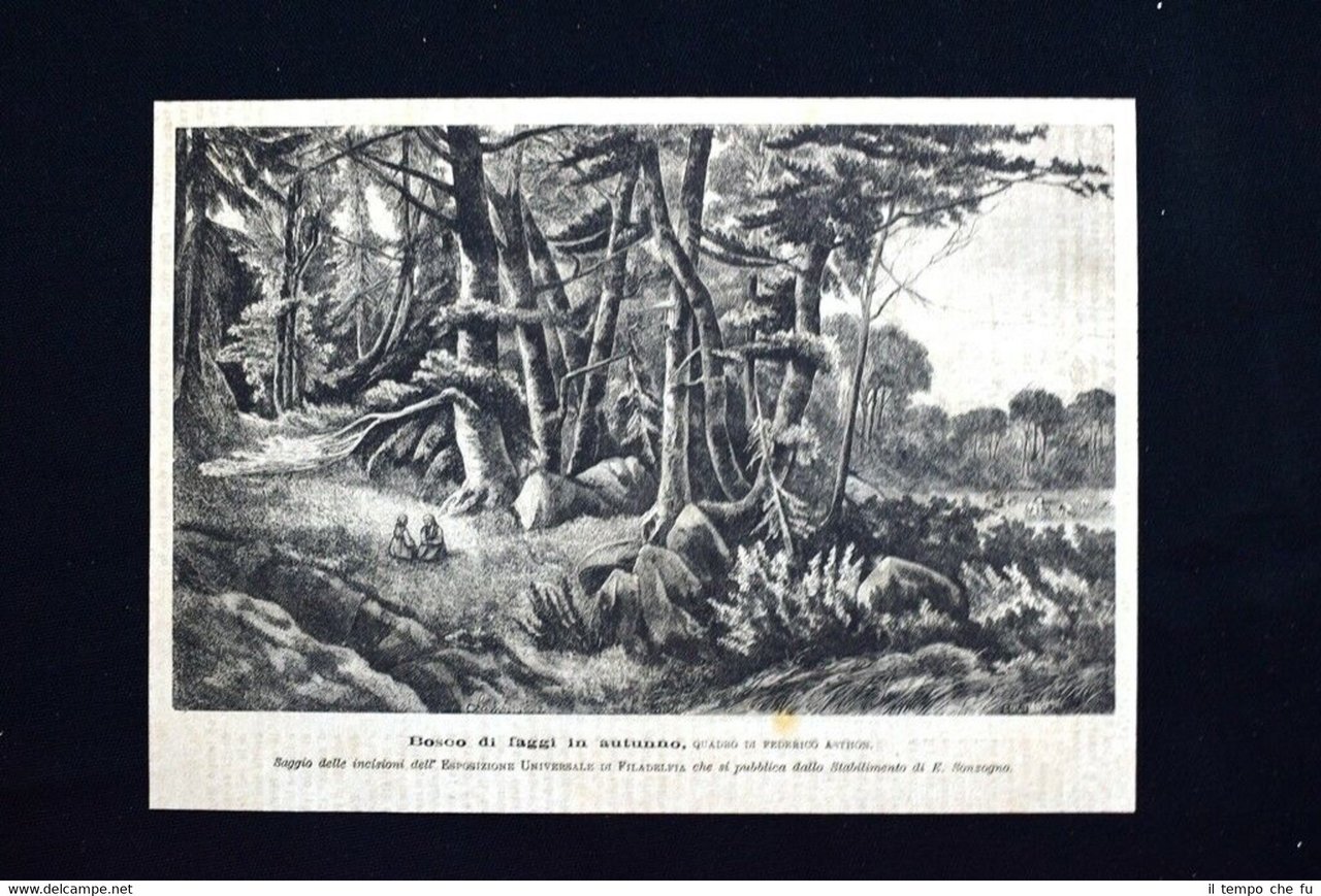 Bosco di faggi in autunno, quadro di Federico Asthon Incisione …