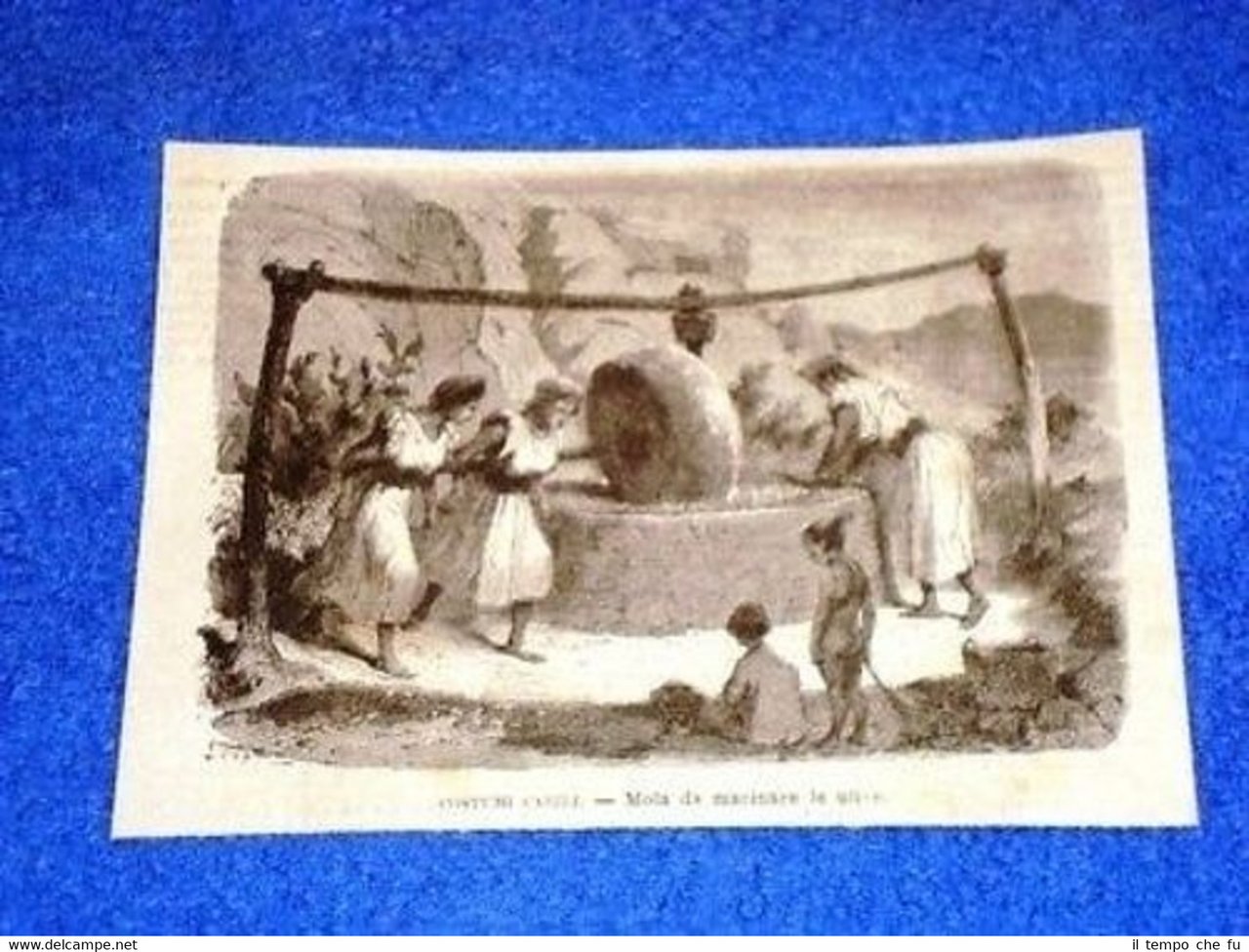 Cabilia Macina per Olive Olio Terra dei Cabilli Algeria