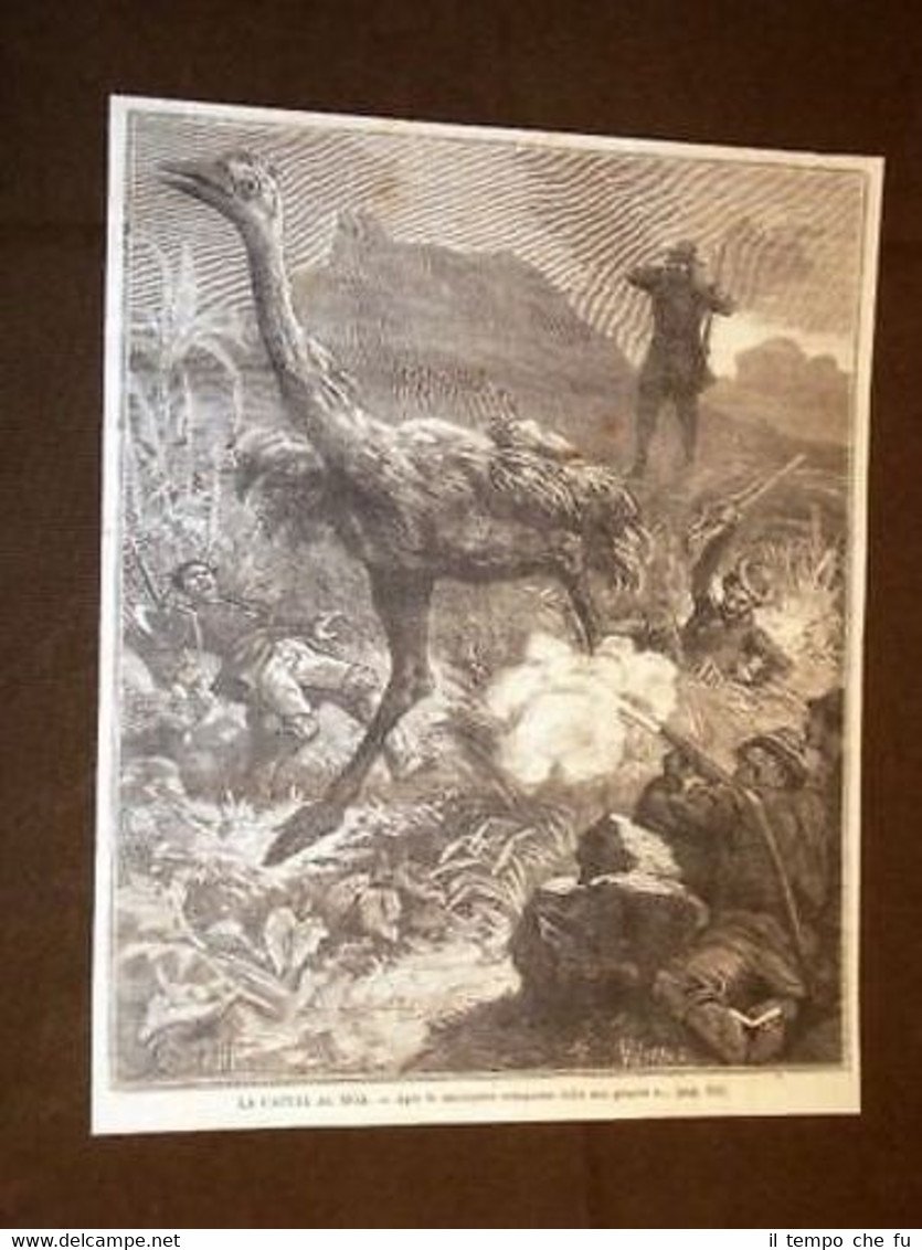 Caccia al Moa-nalo Isole Hawaii