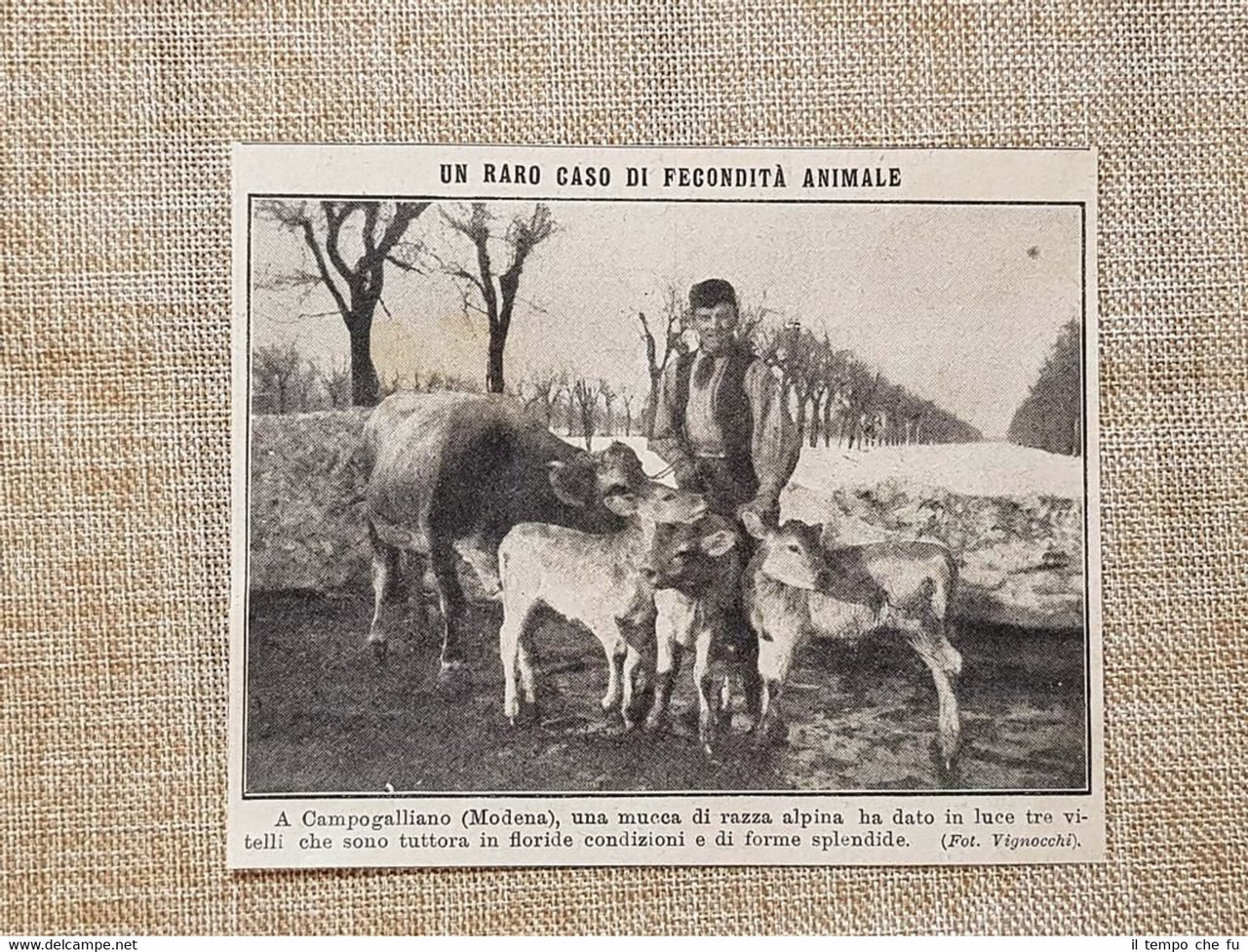 Campogalliano nel 1914 Fecondità animale Mucca da alla luce 3 …